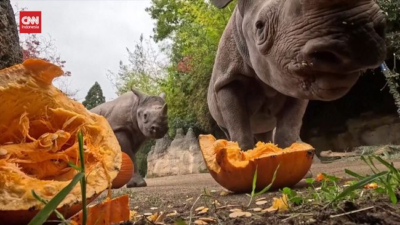 Sambut Halloween, Keluarga Badak Bermain dengan Labu