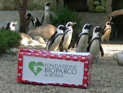 Momen Unik Satwa Buka Kado Natal di Kebun Binatang Roma