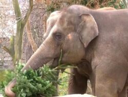 Akhir Tahun Istimewa Gajah-gajah Berlin, Dapat Santapan Spesial