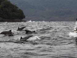 Puluhan Lumba-lumba Mati Imbas Tumpahan Kapal Minyak di Rusia