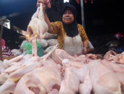 Jangan Sampai Terlambat! Ini 5 Ciri Ayam Busuk yang Harus Kamu Tahu