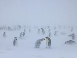 Nasib Malang Penguin Antartika Terancam Punah Imbas Krisis Iklim