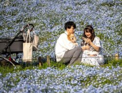 Keindahan ‘Mata Biru Muda’, Mekarnya Bunga Nemophila di Jepang