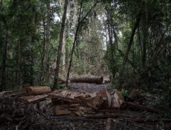 Netizen RI Rating Bintang 1 Hutan Amazon di Google Maps