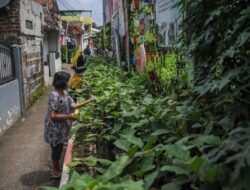 5 Cara Berkebun di Halaman Rumah yang Sempit, Panen Tetap Melimpah