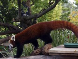 Hotel di China Dikritik Gegara Layanan ‘Panda Bangunkan Tamu Tidur’