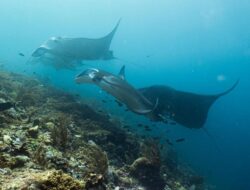 10 Spot Diving Kelas Dunia Bawah Laut Indonesia, Kapan Mau ke Sana?