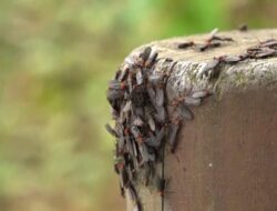 Warga Seoul Keluhkan Serbuan Lovebugs Akibat Peningkatan Suhu