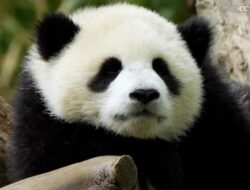 Melihat Dua Bayi Panda Menggemaskan di Konservasi China