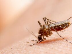 Kemenkes Imbau Waspada Chikungunya, Jabar Paling Tinggi
