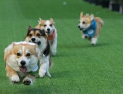 Lucunya Anjing Corgi Adu Cepat di Ajang Internasional