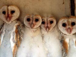 Ilmuwan Inggris Gunakan AI Bantu Konservasi Burung Hantu