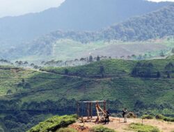 Puncak Bogor Raih Peringkat Ke-3 Destinasi Pedesaan Terbaik Asia