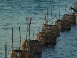 Sempat Dilarang Imbas Isu Radioaktif, Udang RI Kini Bisa Masuk AS