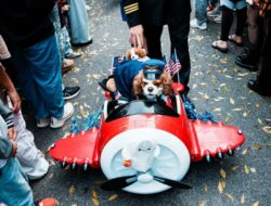 Gemas! Momen Anjing-anjing Ikut Parade Halloween