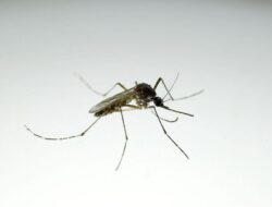 ‘Pabrik’ Nyamuk Terbesar Dunia Lawan Demam Berdarah di Brasil