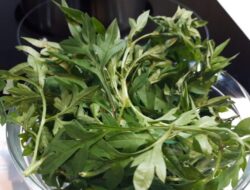 Daun Kenikir, Lalapan Lezat dengan Segudang Manfaat Kesehatan