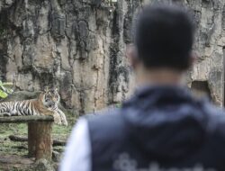 Ragunan Tepis Isu Harimau Kurus karena Makanan Dibawa Pulang Petugas