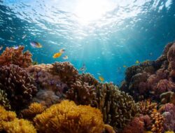 Fenomena Langka Laut Alor yang Bikin Ikan-ikan Pingsan