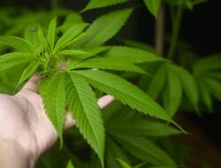 Polisi Ungkap Ganja Disamarkan Jadi Paket Delivery di Tangsel