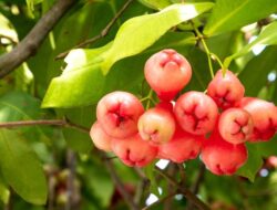 5 Tanaman Buah Ini Tahan Genangan Air, Tak Perlu Takut saat Hujan
