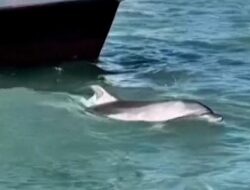 Aksi Mimmo, Lumba-lumba Memukau Wisatawan di Venesia