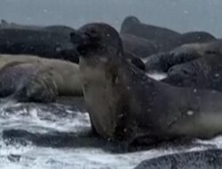 Populasi Anjing Laut Betina Turun Drastis Imbas Flu Burung Antartika