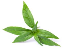 6 Khasiat Daun Sambiloto, Bisa Obati Berbagai Penyakit