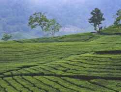 PTPN Lakukan Penanaman Kembali Tanaman Teh di Ciater