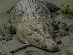 Nelayan Bintan Ditemukan Tewas Usai Diterkam Buaya