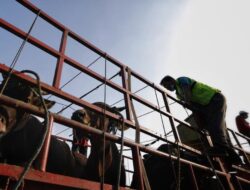 Demo Ratusan Jagal Bawa Sapi Geruduk DPRD, Tuntut Walkot Surabaya