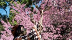 Biaya Trip Musim Sakura Jepang 2026 Turun hingga 20 Persen dari 2025