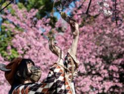 Biaya Trip Musim Sakura Jepang 2026 Turun hingga 20 Persen dari 2025