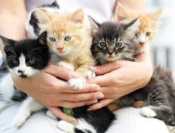 Menguak Kepribadian Kucing dari Warna Bulunya