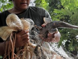 Sekda DKI Minta Dinas Seriusi Fenomena Ikan Sapu-sapu di Kali Ciliwung