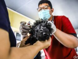 Canggih! Mobil Klinik Hewan Keliling Datangi Permukiman, Kucing dan Anjing Bisa Berobat Dekat Rumah