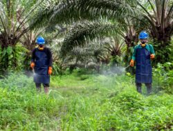 GAPKI Tegaskan Industri Sawit RI Terapkan Standar Keselamatan Kerja Berkelanjutan