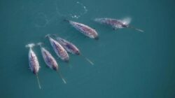 Narwhal Gantikan Peran Ilmuwan Temukan Fenomena Aneh di Bawah Greenland