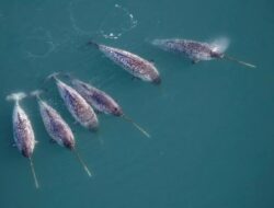 Narwhal Gantikan Peran Ilmuwan Temukan Fenomena Aneh di Bawah Greenland