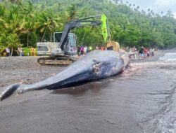 KKP Tangani Paus Sperma Terdampar di Ternate